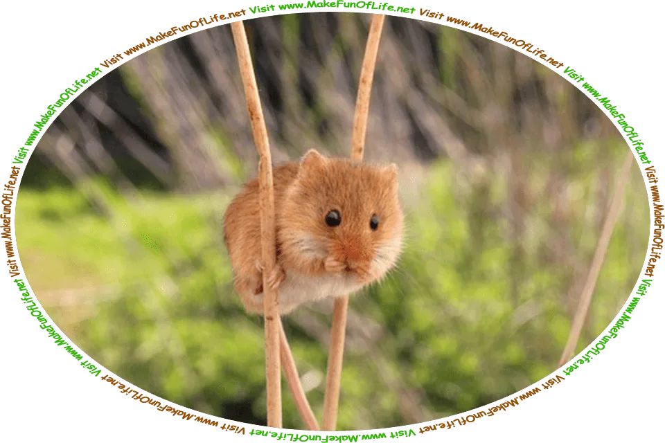 Picture of a mouse perched between two long thin plant stems, and the words, ‘Visit www.MakeFunOfLife.net.’