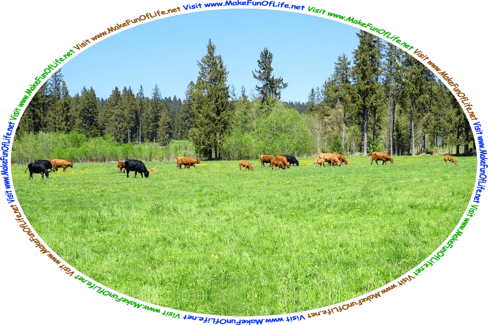 Picture of a herd of cattle grazing in a green grassy pasture, a blue sky above, and the words, ‘Visit www.MakeFunOfLife.net.’