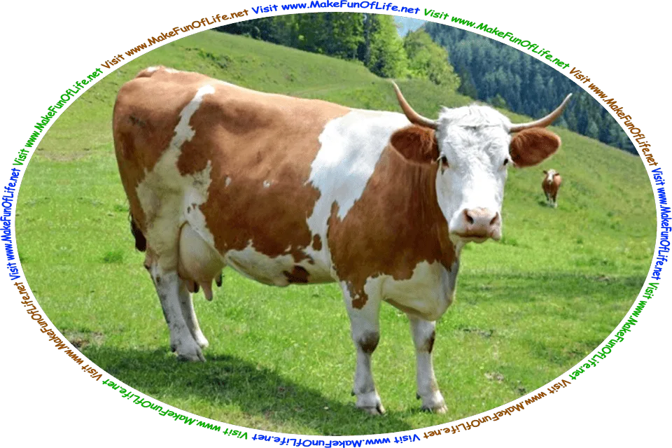 Picture of a dairy cow in a green leafy pasture, and the words, ‘Visit www.MakeFunOfLife.net.’