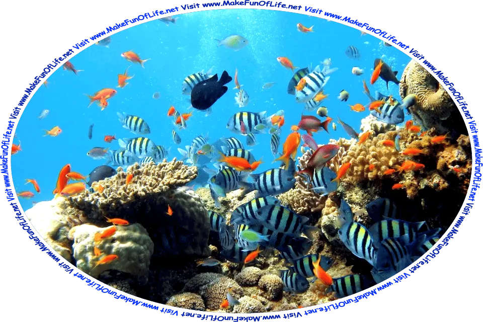 Picture of an aquarium full of tropical fish, and the words, ‘Visit www.MakeFunOfLife.net.
