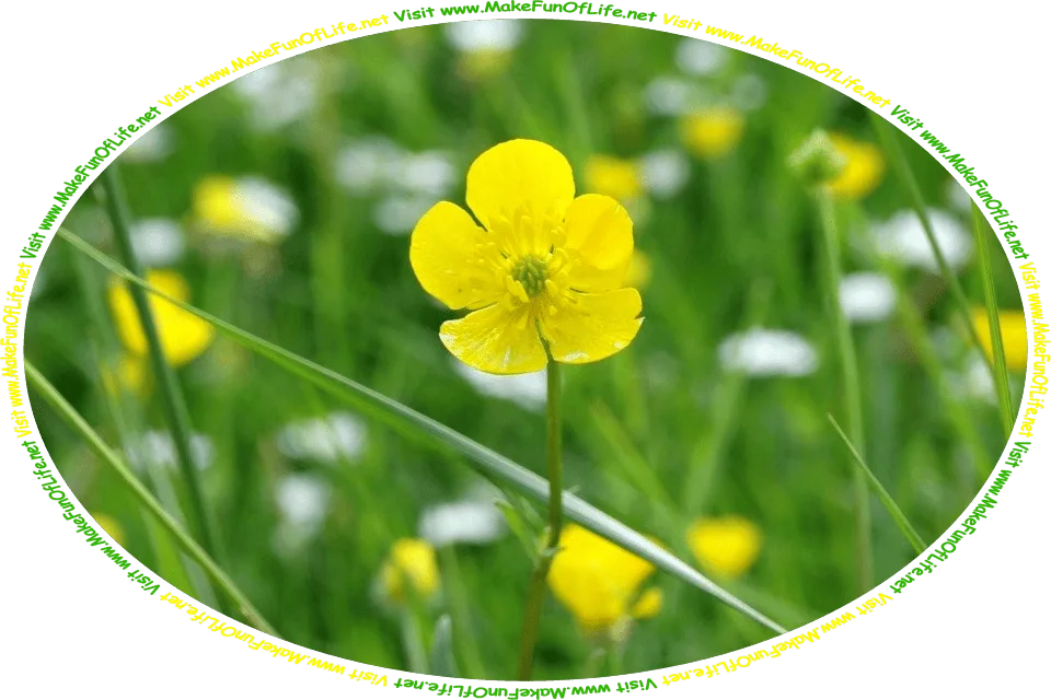 Picture of a bright yellow buttercup flower among a few long green leaves of grass, with more buttercup flowers in the background, and the words, ‘Discontent Gathered By David Hugh Beaumont - Visit www.MakeFunOfLife.net.’