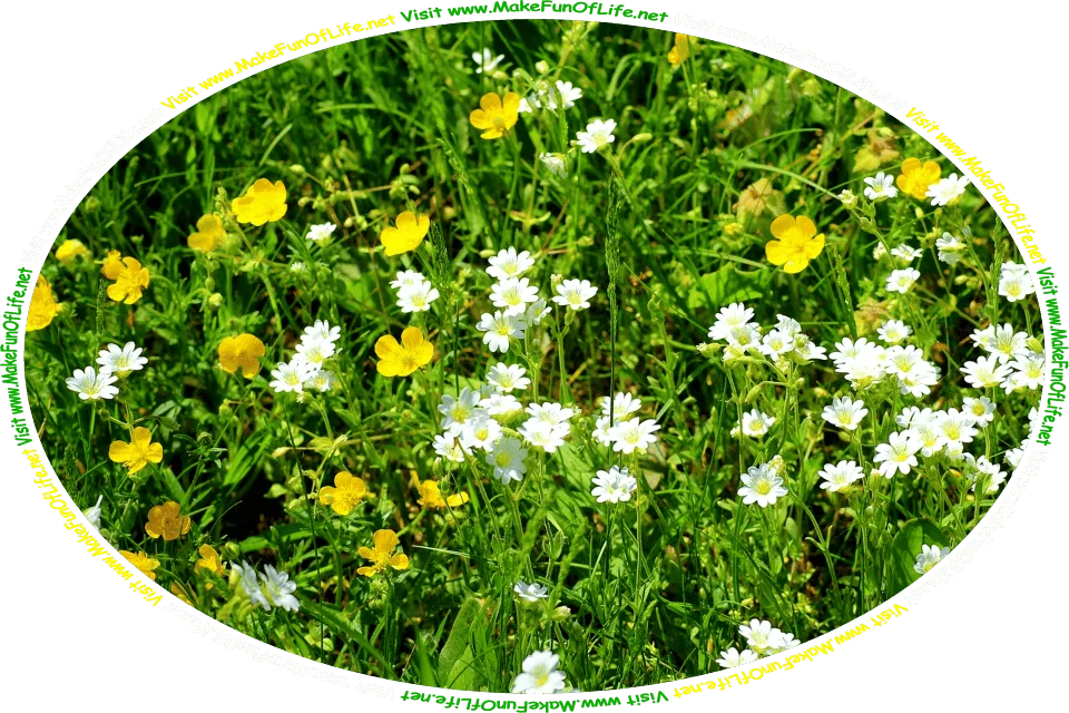 Picture of a field of buttercup flowers and daily flowers, and the words, ‘Buttercups And Daisies By Mary Howitt - Visit www.MakeFunOfLife.net.’