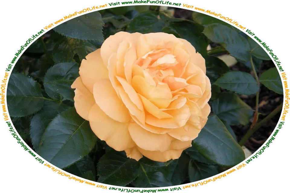 Picture of a single rose growing on a green leafy rosebush, and the words, ‘Visit www.MakeFunOfLife.net.’