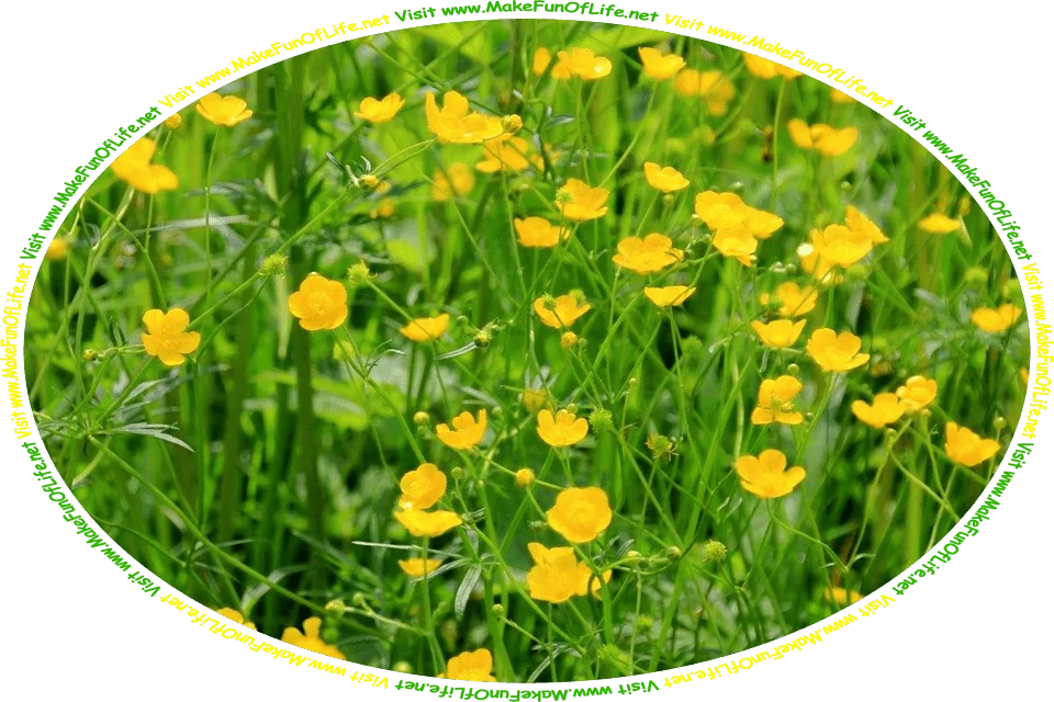 Picture of a field of yellow buttercup flowers, and the words, 'Visit www.MakeFunOfLife.net'