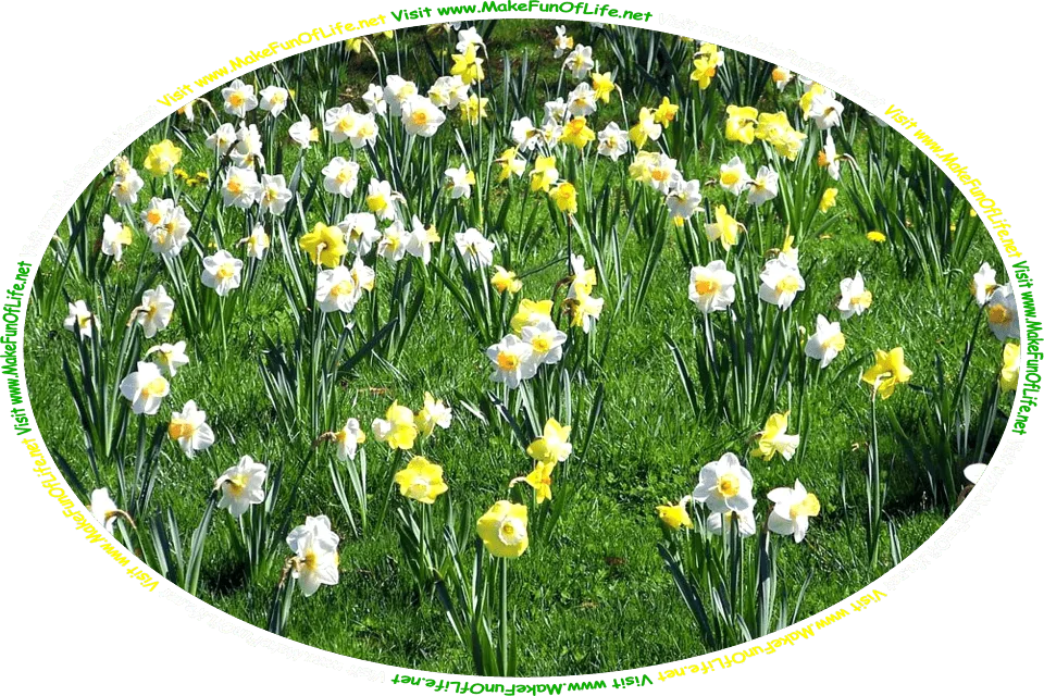 Picture of a field of daffodils with long thin green leaves and yellow cup shaped blossoms surrounded by yellow and white petals, and the words, ‘Visit www.MakeFunOfLife.net.’