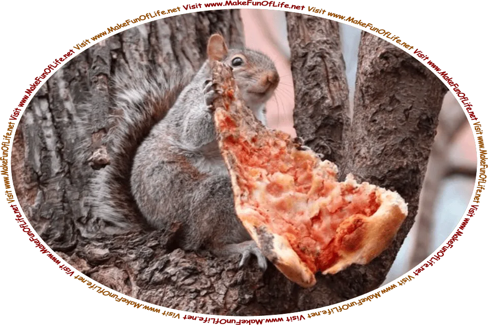 Picture of a Grey Squirrel in a tree, holding a slice of pizza that is as large as the squirrel itself, and the words, ‘Visit www.MakeFunOfLife.net.’