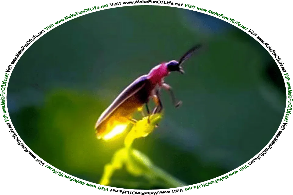 Picture of a firefly, also known as a lightning bug, a type of bioluminescent beetle, resting on a plant, and the words, ‘To The Fire-Fly Gathered By David Hugh Beaumont - Visit www.MakeFunOfLife.net.’
