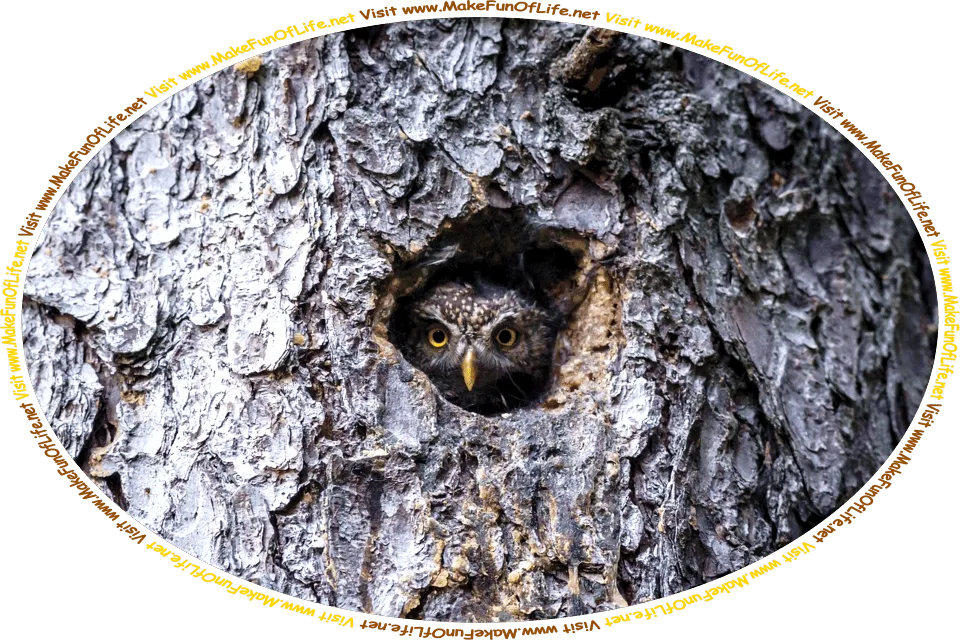 Picture of an owl peering out from its home in a hole in a tree trunk, and the words, ‘Visit www.MakeFunOfLife.net.’