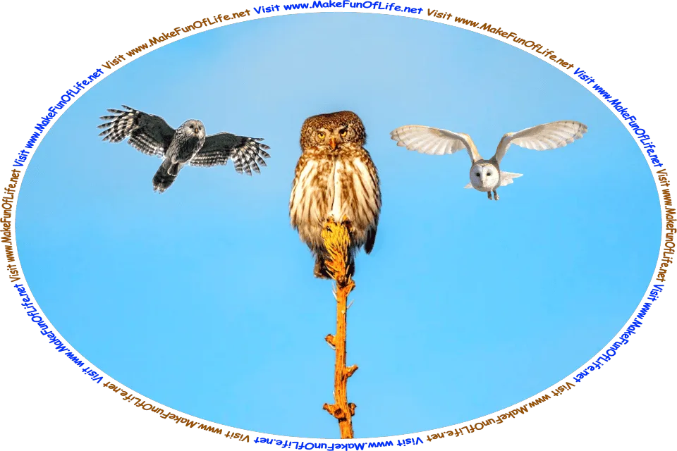 Picture of an owl perched at the very top of an evergreen tree, with a clear blue sky in the background, in which two of its owl friends are flying, and the words, ‘Visit www.MakeFunOfLife.net.’