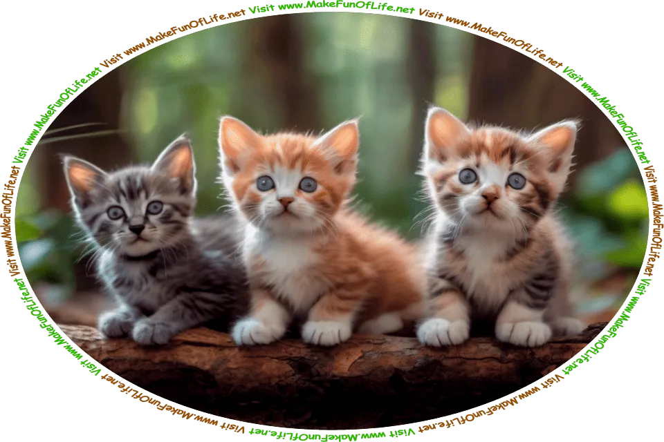 Picture of three kittens peering over a log in a woods, and the words, ‘Visit www.MakeFunOfLife.net.’
