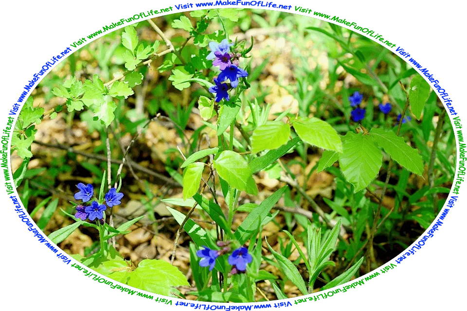 Picture of a flowering plants with green leaves and tiny blue blossoms, and the words, ‘Visit www.MakeFunOfLife.net.’