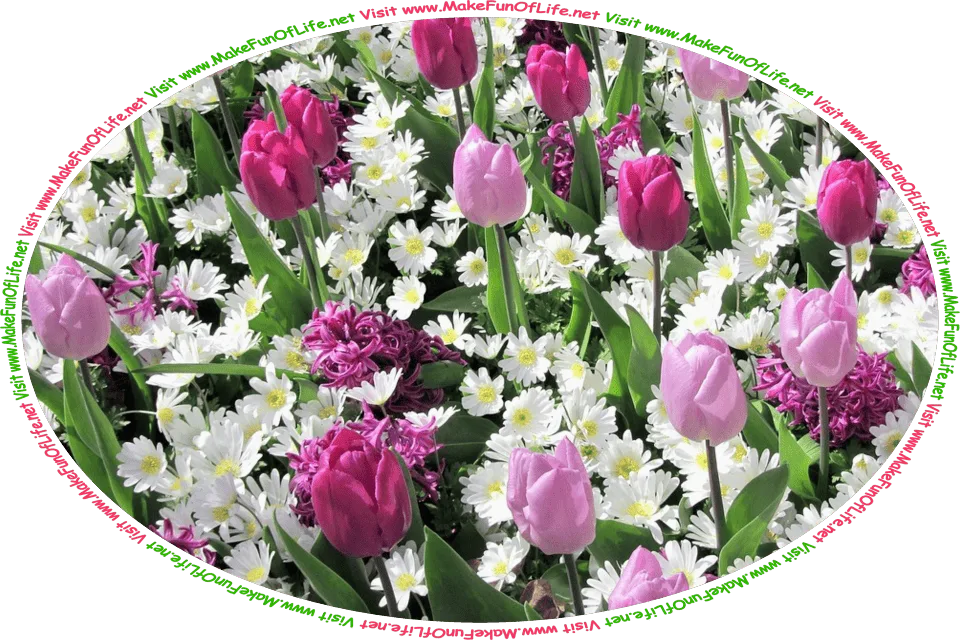 Picture of lavender tulip flowers and white daisy flowers with dark green leaves, and the words, ‘Visit www.MakeFunOfLife.net.’