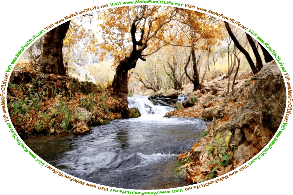 Picture of a small, clear creek flowing through a wilderness area on an Autumn day, with green leaves, brown leaves, and yellow leaves lying on the banks of either side of the creek.