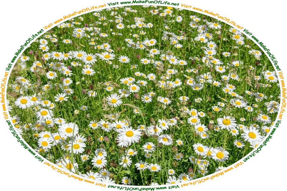 Picture of a meadow of daisies, and the words, ‘Visit www.MakeFunOfLife.net.’