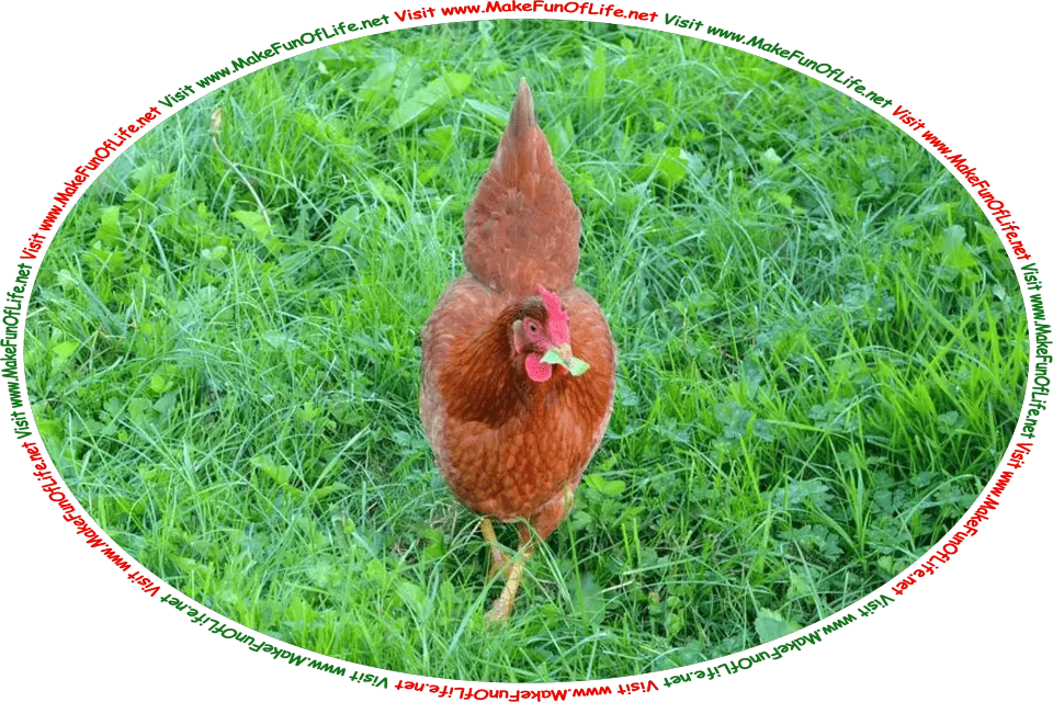 Picture of a Rhode Island Red hen walking through green leafy grass, clover, and dandelion leaves, with a bit of a green leaf in her beak, and the words, ‘Visit www.MakeFunOfLife.net.’