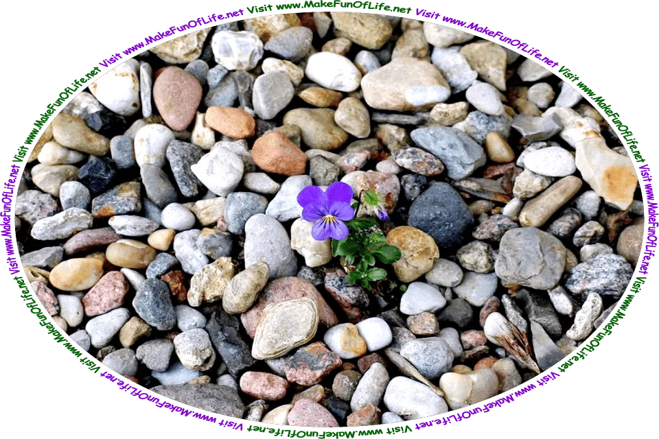 Picture of single pansy plant with dark green leaves and a purple flower, and the words, ‘Visit www.MakeFunOfLife.net.’