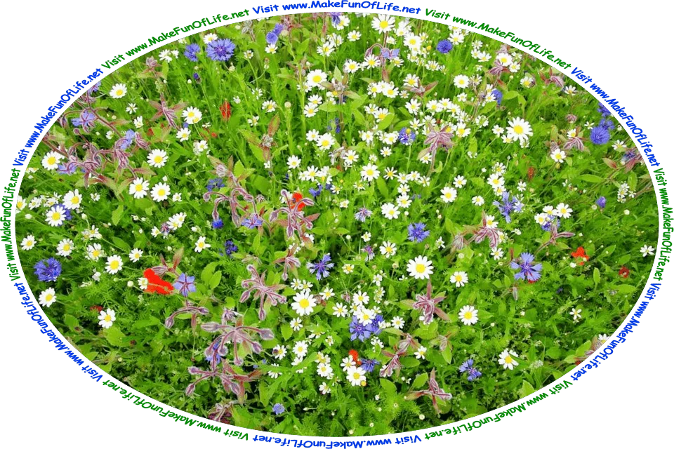 Picture of a variety of green leafy flowering plants, with blossoms in yellow and white, blue, blue and purplish-maroon, and red, and the words, ‘Visit www.MakeFunOfLife.net.’