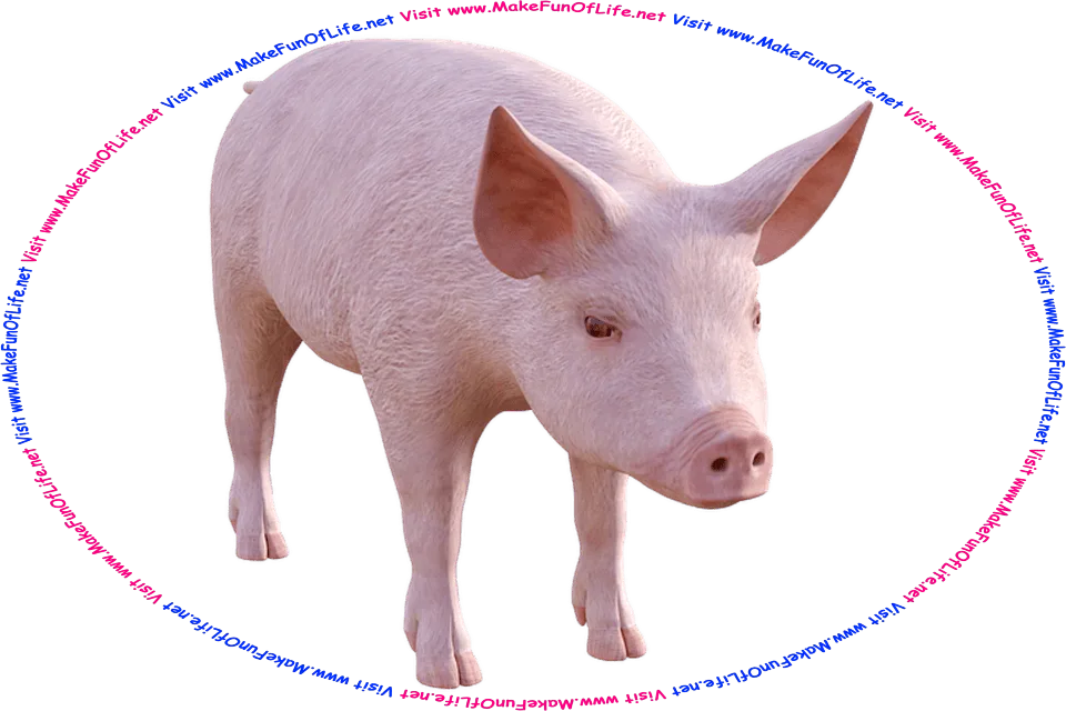 Picture of a pig, and the words, Visit www.MakeFunOfLife.net.