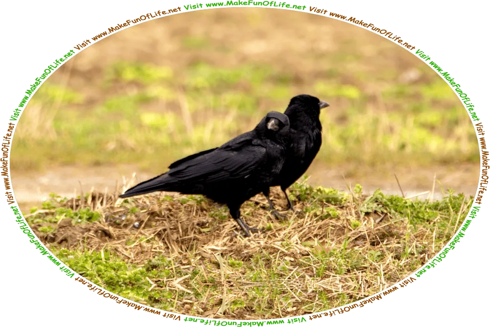 Picture of two blackbirds on a small grassy hill, and the words, Visit www.MakeFunOfLife.net.