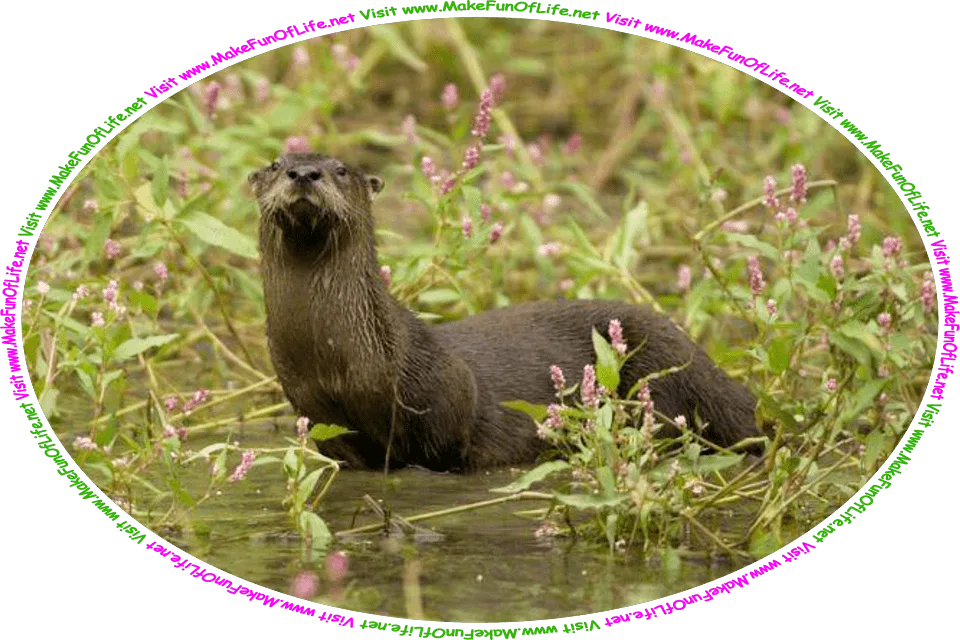 Picture of a river otter with dark brown fur, half in and half out of the water, surrounded and hidden by green leafy flowering plants with small pink blossoms, and the words, ‘Visit www.MakeFunOfLife.net.’