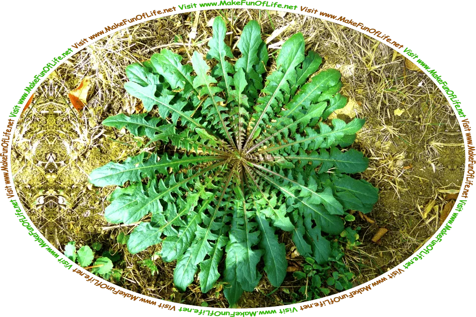 Picture of the green leaves of a dandelion plant, with their distinctive jagged edges, and the words, ‘Visit www.MakeFunOfLife.net.’