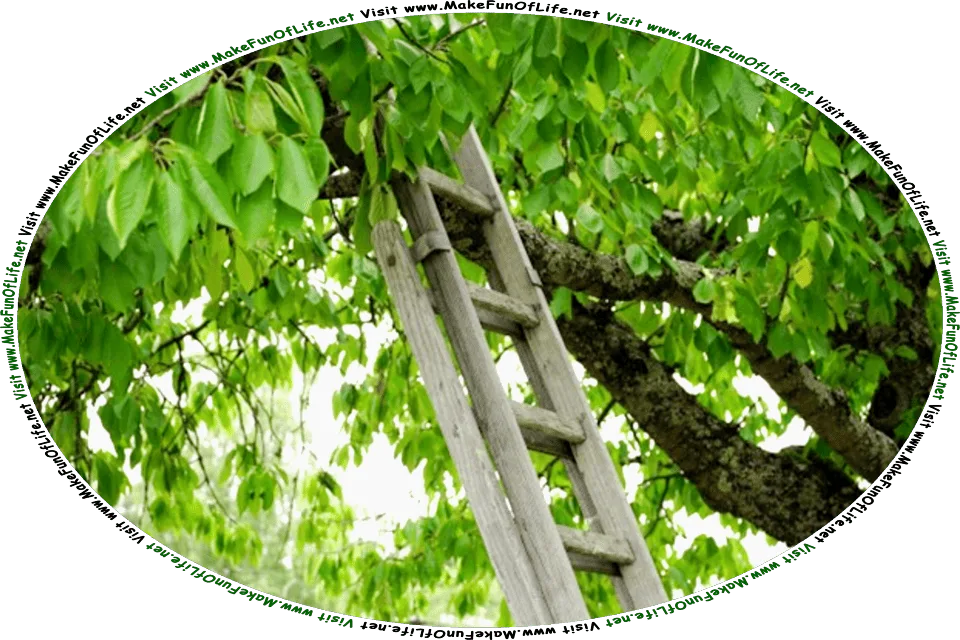 Picture of an old wooden ladder learning against a branch of a green leafy tree, and the words, Visit www.MakeFunOfLife.net.
