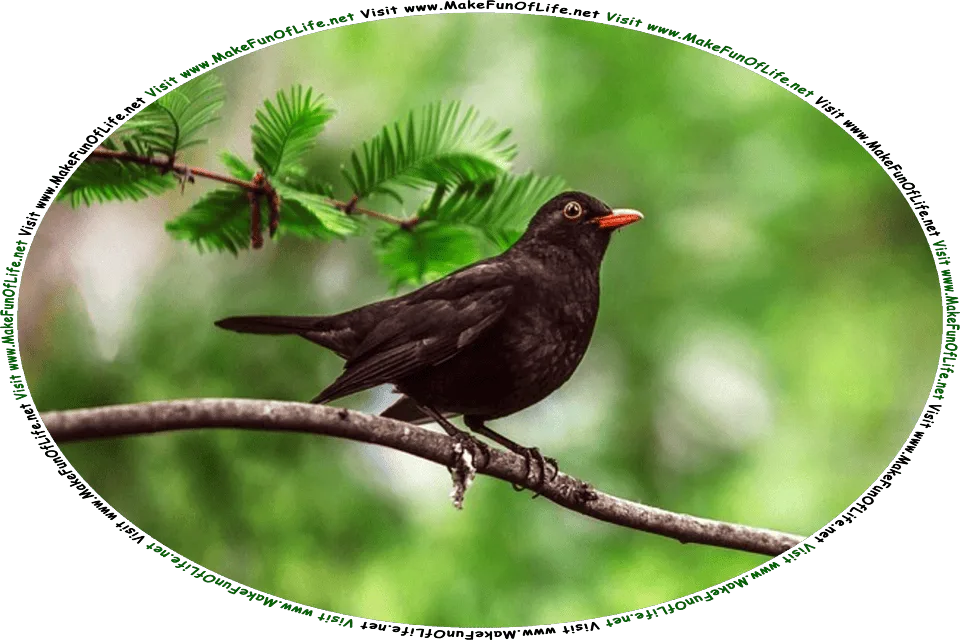 Picture of a blackbird perched on a tree branch, and the words, Visit www.MakeFunOfLife.net.