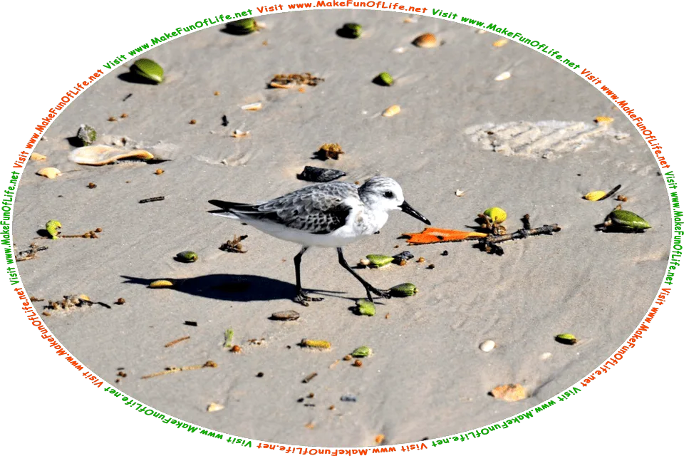Picture of a sandpiper, a type of shorebird with long, thin legs and a long, thin beak, walking among the seashells, palm nuts, bits of seaweed, and other natural debris washed up by the waves onto a sandy beach, and the words, Visit www.MakeFunOfLife.net.