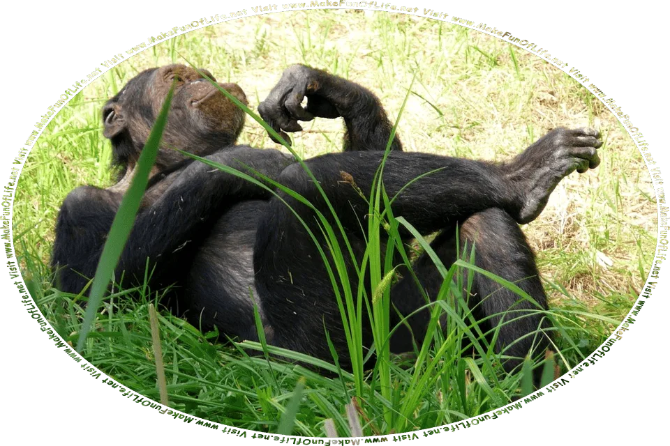 Picture of a monkey lying on green grass with one leg crossed over the other knee while contemplatively looking off into the distance, and the words, Visit www.MakeFunOfLife.net.