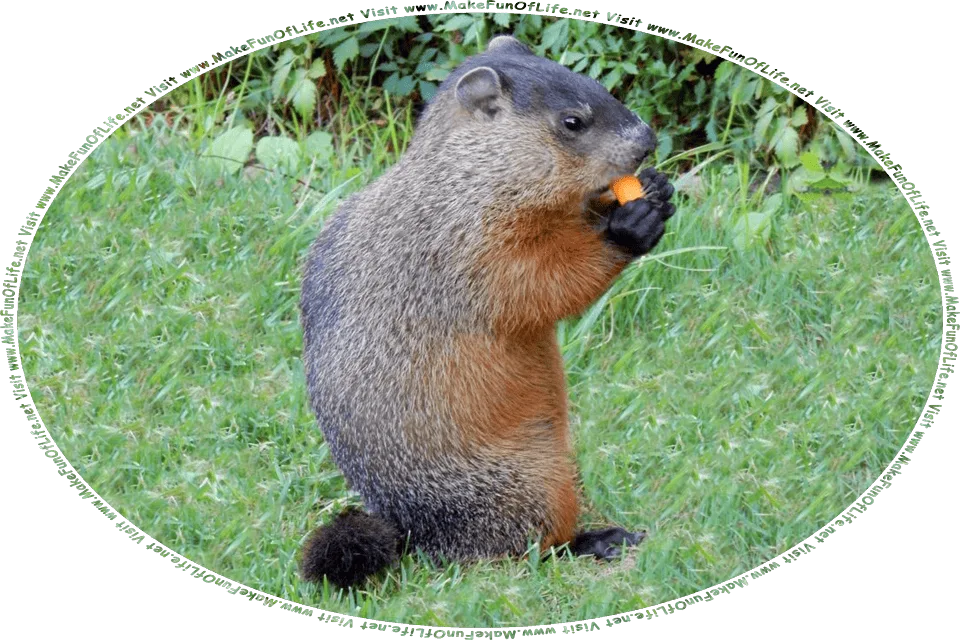 Picture of a groundhog sitting up on its back legs on a green grassy lawn, while holding a carrot that it is eating with its front paws, and the words, Visit www.MakeFunOfLife.net.