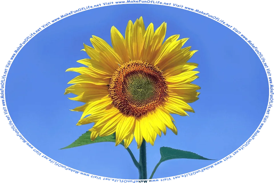 Picture of a big yellow sunflower with a dark green stem and dark green leaves, under a clear blue sky, and the words, Visit www.MakeFunOfLife.net.