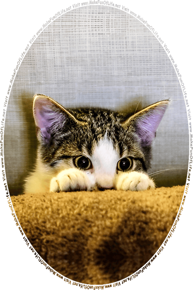 Picture of a kitten peering over a roll of carpet at the words and pictures on the website, and the words, Visit www.MakeFunOfLife.net.