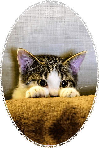 Picture of a kitten peering over a roll of carpet at the words and pictures on the website, and the words, Visit www.MakeFunOfLife.net.