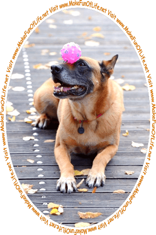 Picture of a dog playfully balancing a pink toy ball on its snout, and the words, Visit www dot Make Fun Of Life dot net.