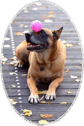 Picture of a dog playfully balancing a pink toy ball on its snout, and the words, Visit www dot Make Fun Of Life dot net.