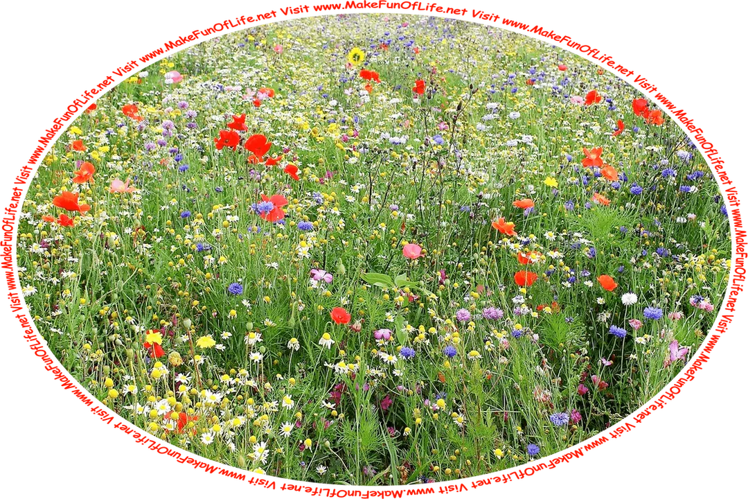 Picture of a field of wildflowers in a variety of bright colors, and the words, ‘Visit www.MakeFunOfLife.net.’