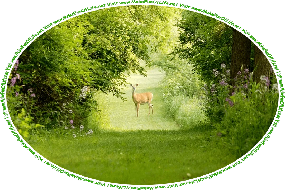 Picture of a deer standing in a green grass-covered path through the dense green foliage of a woods, and the words, ‘Visit www.MakeFunOfLife.net.’