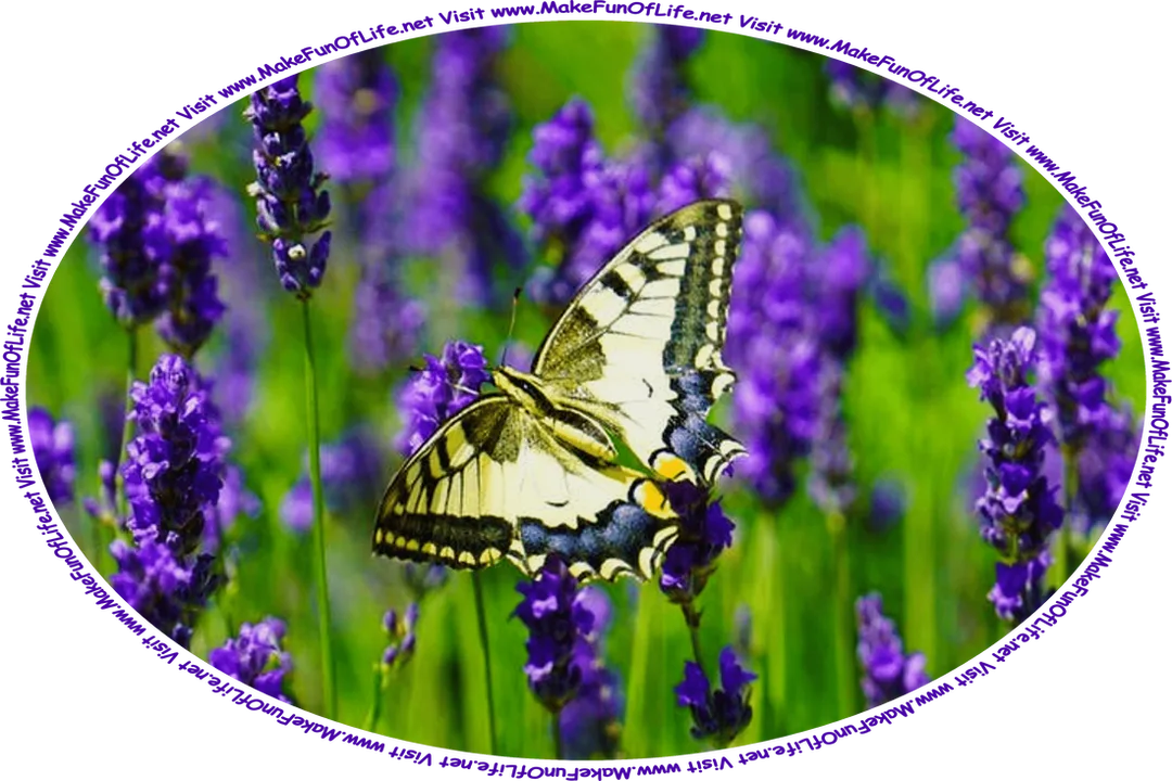 Picture of a pale yellow, black, blue, and orange butterfly flying over lavender plants with indigo blossoms, and the words, ‘Visit www.MakeFunOfLife.net.’