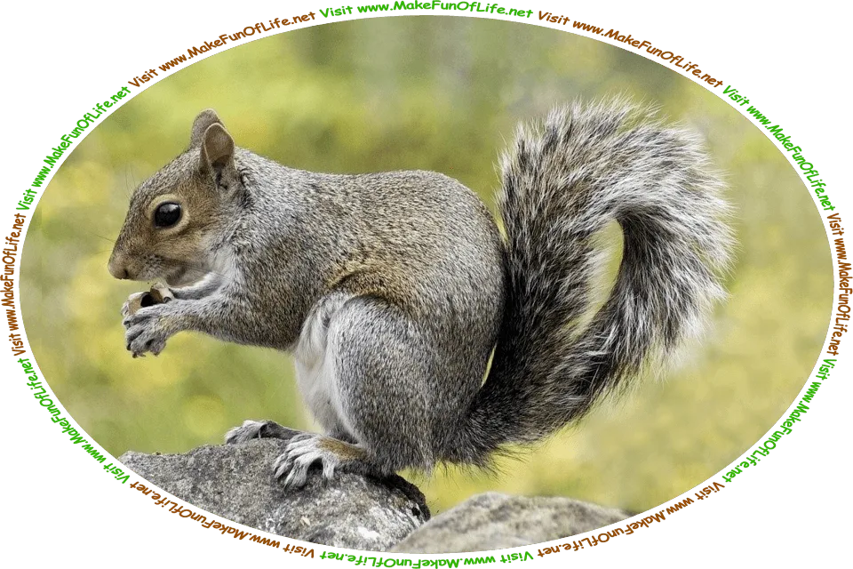 Picture of a gray squirrel resting on its hind legs on some rocks, while holding a nut in its forepaws, and the words, ‘Visit www.MakeFunOfLife.net.’