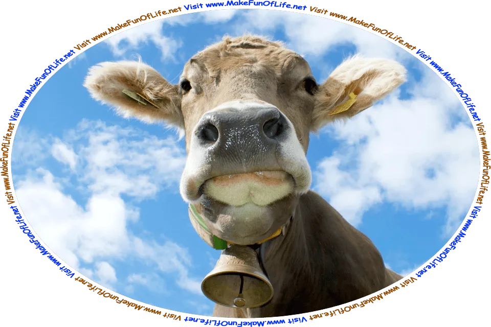 Picture of a cow wearing a cowbell on a collar on its neck, and the words, ‘Visit www.MakeFunOfLife.net.’