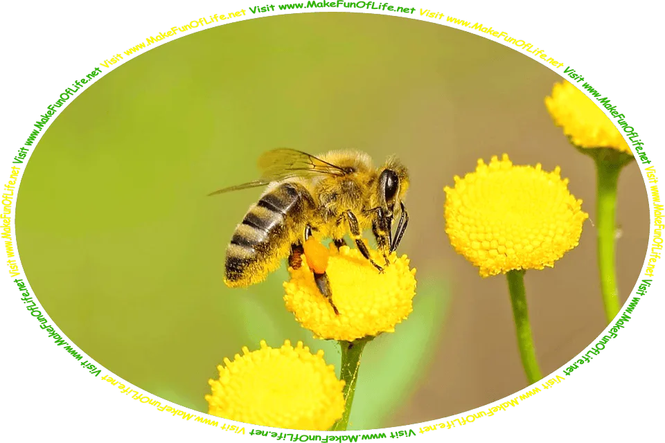Picture of a honeybee gathering nectar from a flower, and the words, ‘Visit www.MakeFunOfLife.net.’