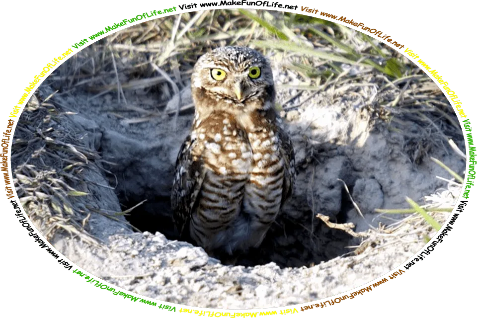 Picture of a burrowing owl standing in the entrance to its burrow in the ground under a green grassy field, and the words, ‘Visit www.MakeFunOfLife.net.’