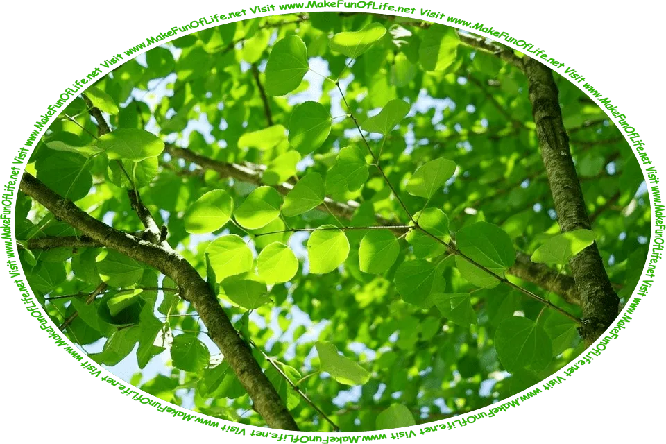 Picture of a tree with bright green new leaves, a clear blue sky above, and the words, ‘Visit www.MakeFunOfLife.net.’