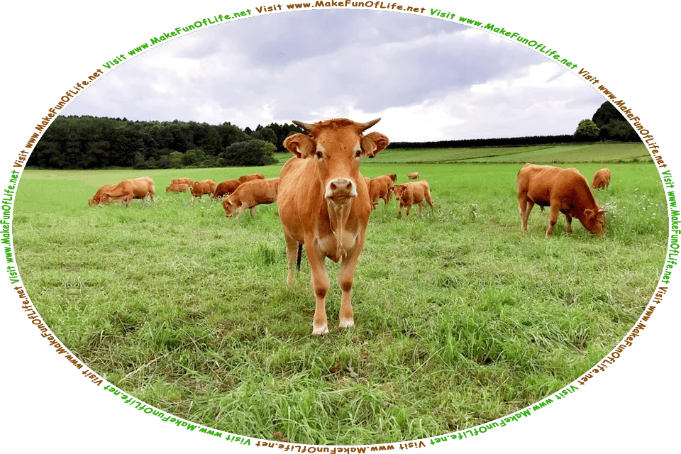 Picture of a brown cow standing in a green grassy pasture, and the words, Visit www.MakeFunOfLife.net.