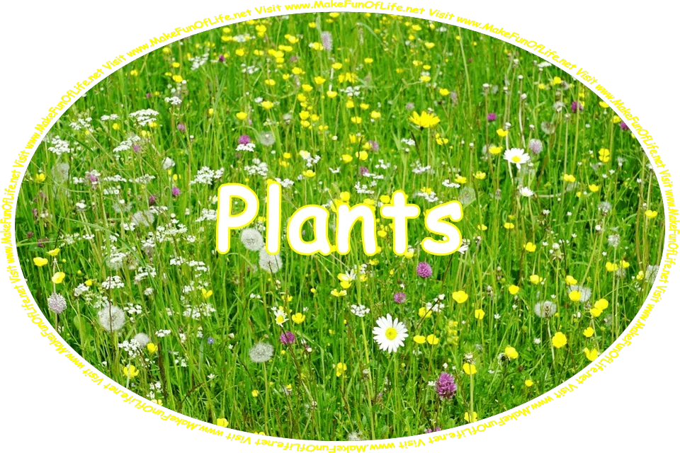 Click or tap here to visit the Plants Page.