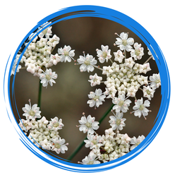 Yampa flowers grow in tight clusters