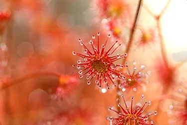 Photo of a sundew plant