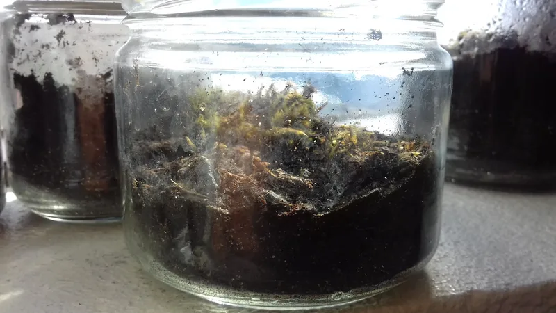 We reused old glass containers to create an environment for a tiny garden.