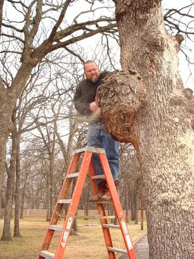 Texas Post Oak Burl Bryan Nelson