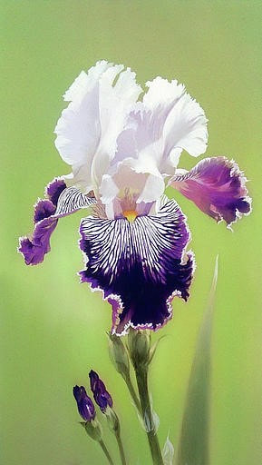 Picture